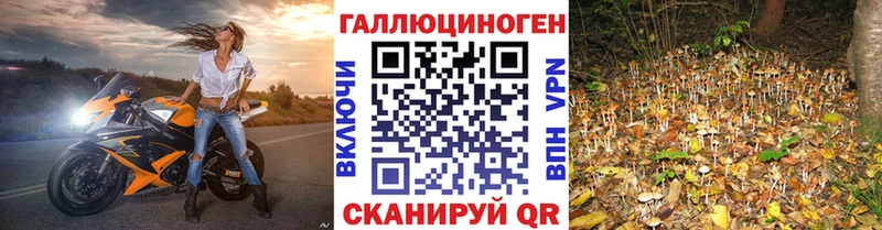 где можно купить наркотик  Пыталово  Псилоцибиновые грибы прущие грибы 